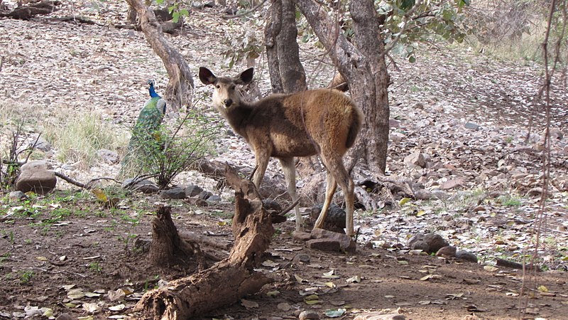 sawai-madhopur-tiger-city-img